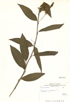 藏品(夜香花)的圖片